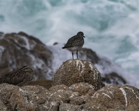 Black Turnstone Free Stock Photo - Public Domain Pictures