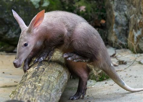 Baby Aardvark's Big Adventure | Baby animals pictures, Baby animals ...