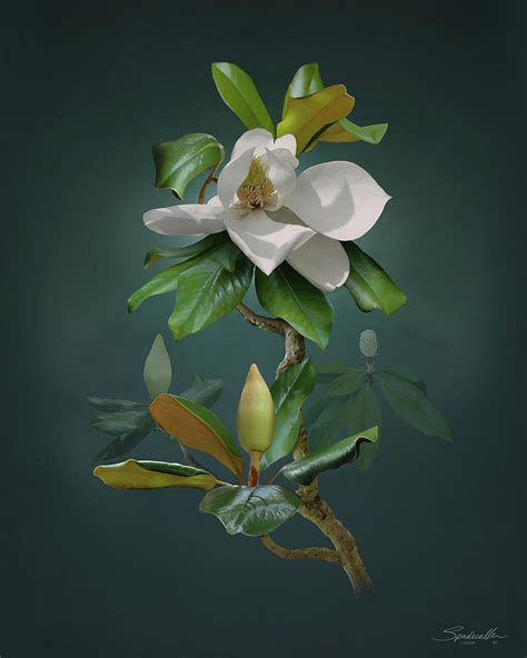 Southern Magnolia Tree Digital Art by M Spadecaller - Fine Art America