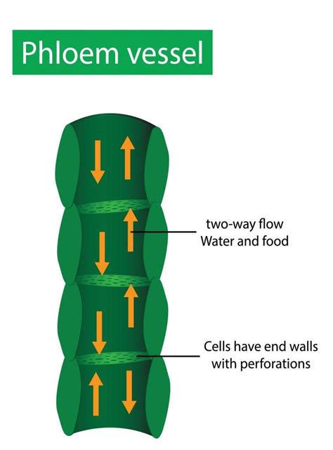 Xylem and Phloem | GCSE Biology Revision