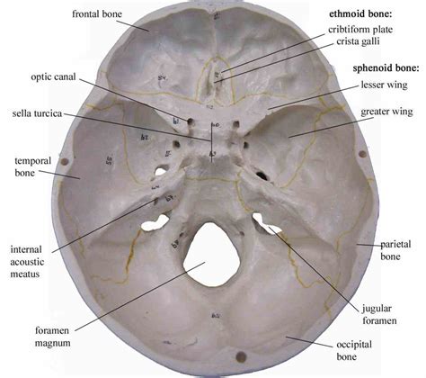 Carotid Canal | MedicineBTG.com