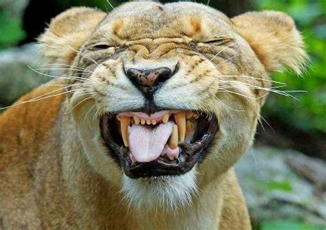 Funny lion | Big cats | Pinterest