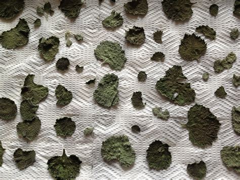 Oven Drying Herbs