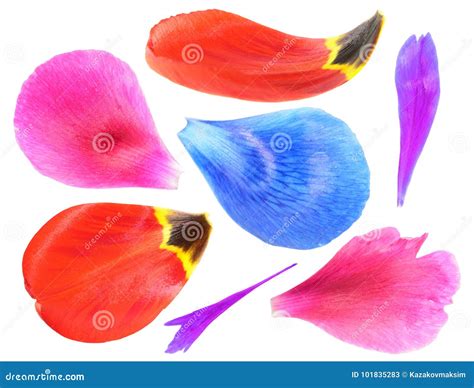 Set Of Colorful Flower Petals Isolated On White Background Stock Image ...