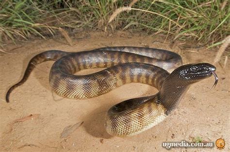 black-headed python (Aspidites melanocephalus) | Australian animals ...