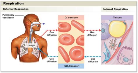 Respiratory System Flashcards | Quizlet