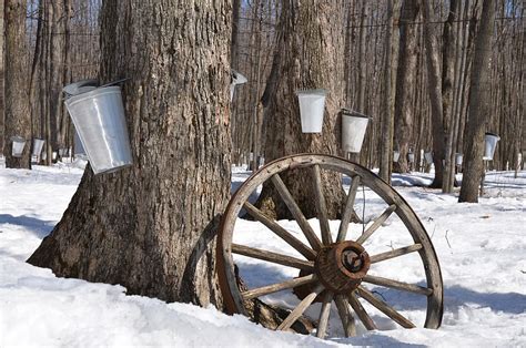 Ferguson Farm Vermont Maple Syrup | 100% Pure Maple Syrup