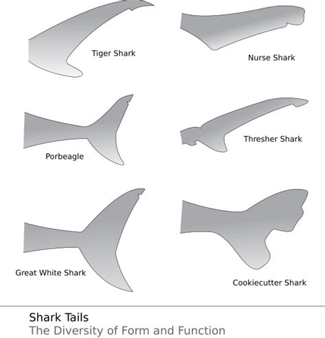 Shark Tails - Shark Facts and Information