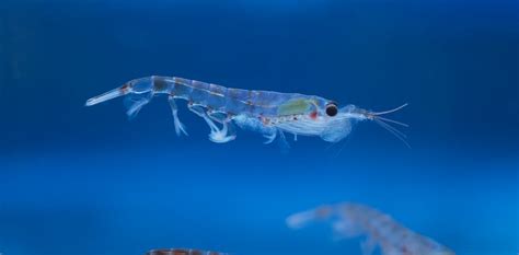 Climate change threatens Antarctic krill and the sea life that depends ...