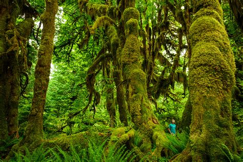 🔥 [50+] Hoh Rainforest Wallpapers | WallpaperSafari