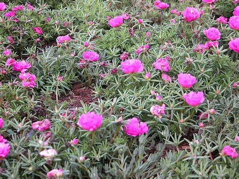 Portulaca grandiflora (Moss Rose, Portulaca, Purslane, Rose Moss, Sun Plant) | North Carolina ...