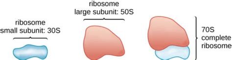 Ribosome: Types, Structure and Functions - Biology Educare