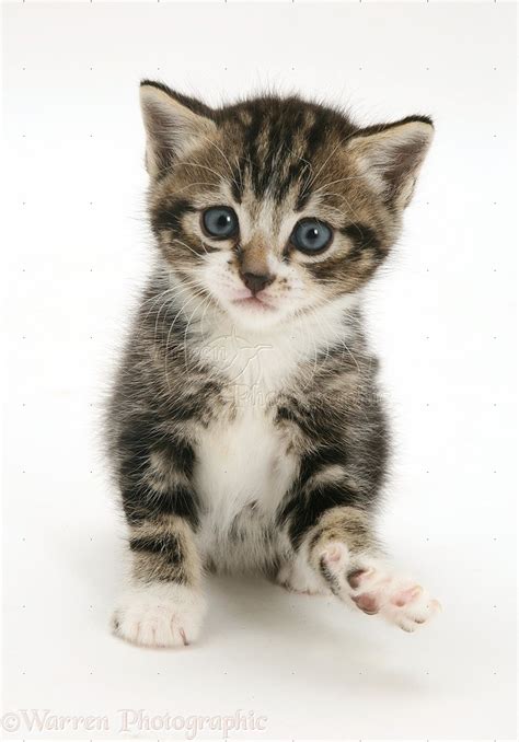 Tabby-and-white kitten photo WP20682