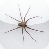 indiana poisonous spiders apps: iPad and iPhone