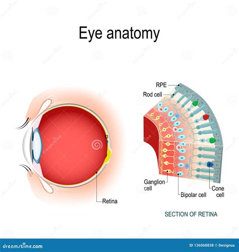 Eye Anatomy. Rod Cells and Cone Cells Stock Vector - Illustration of ...