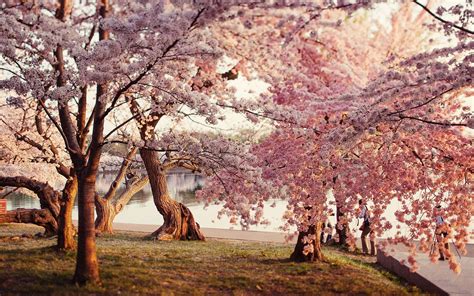 Japanese Sakura Cherry Blossom Wallpapers - Top Free Japanese Sakura Cherry Blossom Backgrounds ...