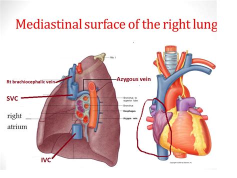 easyhumanatomy: Mediastinal part of right and left lung