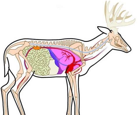 The Anatomy Of A Whitetail Deer - ANATOMY