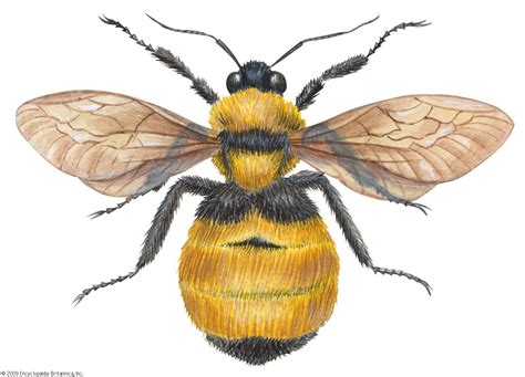 Bumblebee | Description, Species, Life Cycle, & Facts | Britannica