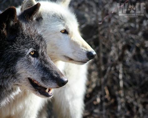 Wolf Conservation Center | Wolf conservation center, Wolf dog, Wolf ...