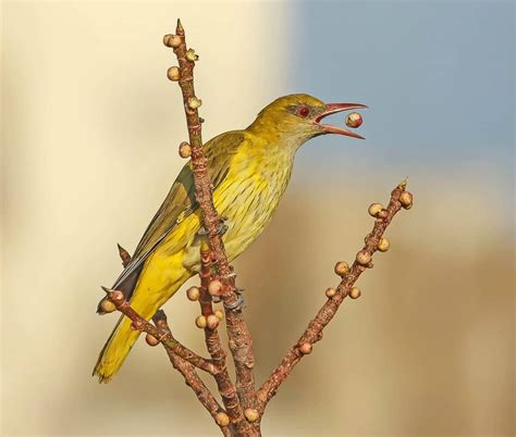 Indian Golden Oriole (female) | Focusing on Wildlife