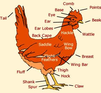 Chicken Anatomy | Anatomy, Genetics & Diagram of a Chicken