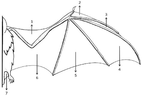 Anatomical wing regions compared in the phyllostomid bat, Artibeus... | Download Scientific Diagram