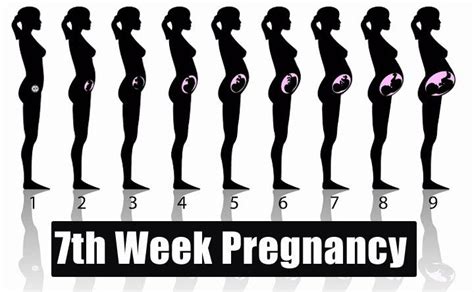 7th Week Pregnancy - Symptoms, Baby Development, Tips And Body Changes