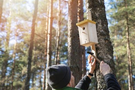 Do woodpeckers use birdhouses to nest in? Which ones are best?