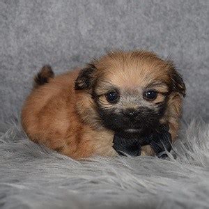 Male Shih Pom Puppy For Sale Sawyer | Puppies For Sale in PA MD NJ