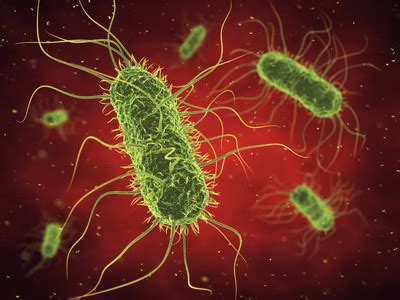 Superbug Infection, Symptoms, Dangers and Prevention | Healthhype.com