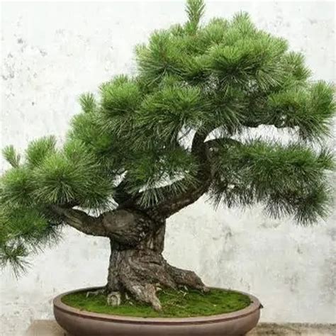 Podocarpus Macrophyllus & Podocarpus Seeds – HeYou Seeds