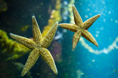 Underside of ocean starfish - Creative Commons Bilder