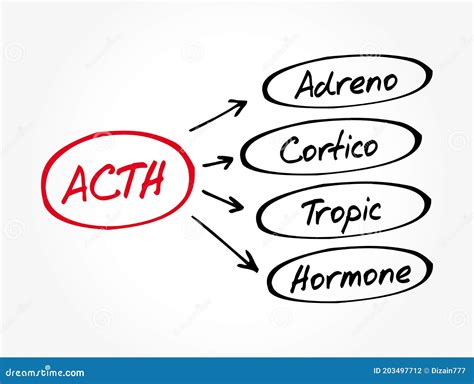 ACTH - Adrenocorticotropic Hormone Acronym Stock Illustration ...