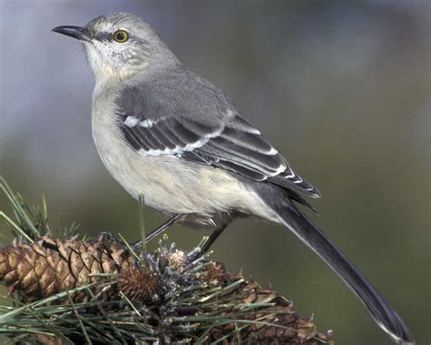 Northern Mockingbird, FL state bird | Bird, Backyard birds, State birds