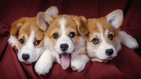 Corgi Wallpaper HD Free Download