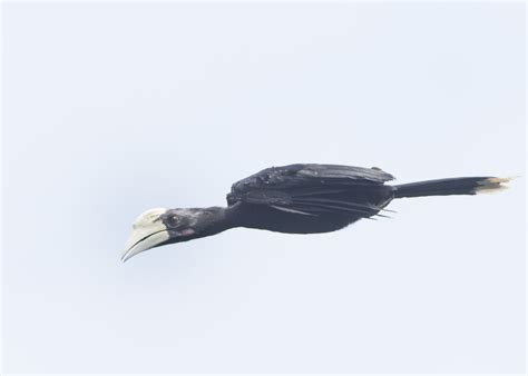 Black Hornbill – Birds of Singapore