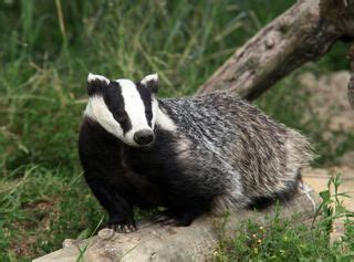 Facts About Badgers | Live Science