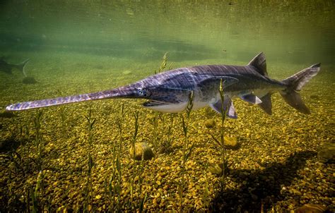 Paddlefish | fish family | Britannica