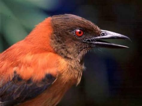 Hooded Pitohui (Pitohui dichrous) This colourful bird is the most ...