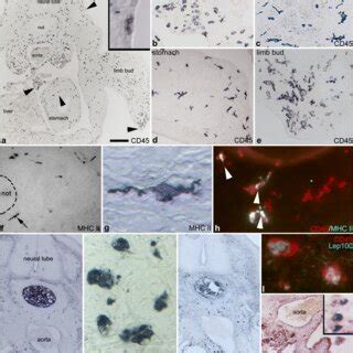 Distribution and early differentiation of CD45+ hematopoietic cells at ...