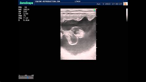 Ultrasound of a 40 day equine pregnancy - YouTube