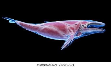 3d Illustration Humpback Whale Anatomy Muscular Stock Illustration 2290987371 | Shutterstock