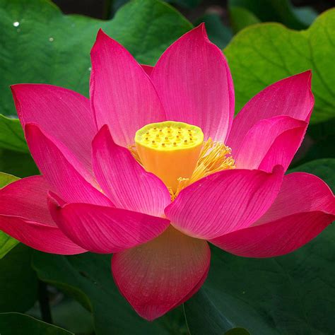 Red Lotus Flower Wallpapers - Wallpaper Cave