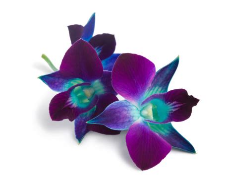 Blue And Purple Orchids Isolated On White Background Stock Photo ...