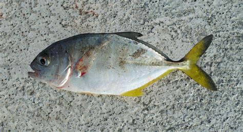 Bigeye Trevally | Mexican Fish.com