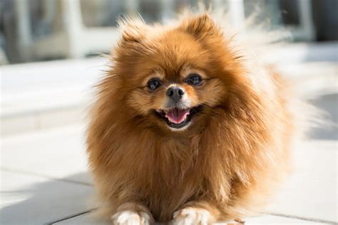 Top 10 Popular Small Dog Breeds