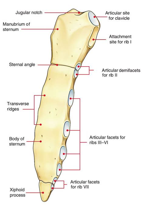 Sternum