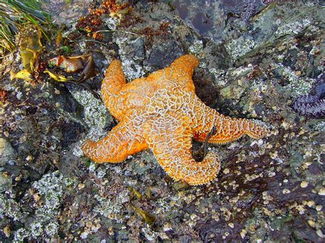 The Echinoblog: SEA STAR DEFENSE! How do starfish protect themselves??