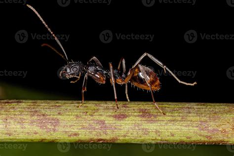 Adult Odorous Ant 15326929 Stock Photo at Vecteezy